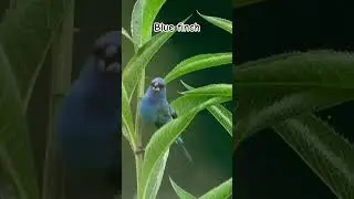 blue Finch /indigo bunting #birds #thebirdsonggroup #birdsong