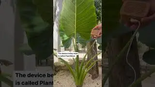 Listen to the unique frequencies of this elephant ear plant in Tulum 🎧🌱 Link in bio to learn more a