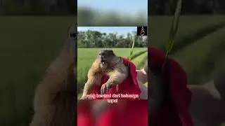 HEWAN INI MENJERIT SEPERTI SEDANG PANIK !! #viral #videoviral #hewan #tupai