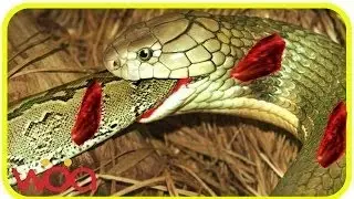 King Cobra Snake vs Python | Indigo snake eating python - Amazing animals fighting