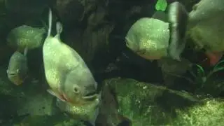 Red-bellied Piranha (Serrasalmus nattereri or Pygocentrus nattereri) [2]