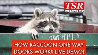 Raccoon Removal Toronto | Watch How Our Humane One-Way Door Works in Real Time!