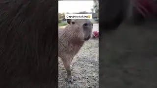 capybara talking 🍉,ok he pull up, after party #funny