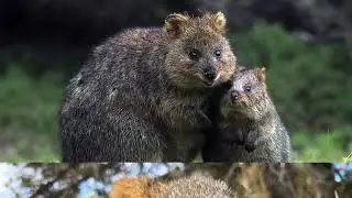 Quokka: A friendly face in Australia's wilderness.