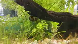 Warum sterben Zebrarennschnecken im Aquarium