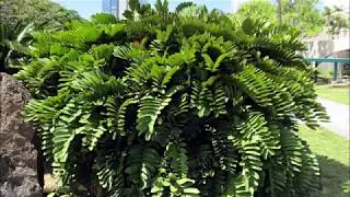 Zamia furfuracea