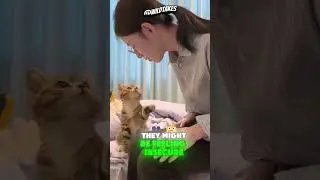 These cats are so CLINGY #cat #cuteanimals #shorts