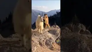WHAT HAPPENS? Goat  vs Puma