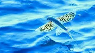 Types of flyfish,flying fish,fish flying,fish that fly