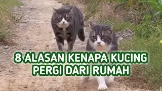 Kenapa Kucing Pergi Dari Rumah? Inilah 8 Alasannya !