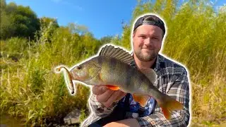 PERCH Fishing Power Hour! (River Fishing)