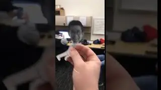 Doo doo doo doo doo doo