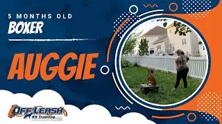 5 Months Old Boxer, Auggie | Northern Virginia Dog Trainers | Best Dog Training
