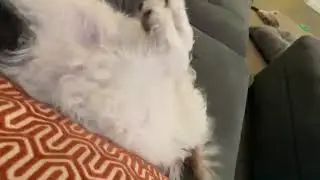 Dog gets scared of her own burp