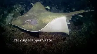 Tracking Flapper Skate