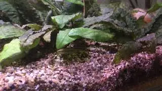 Characodon Lateralis (livebearer fish) rainbow goodeid.