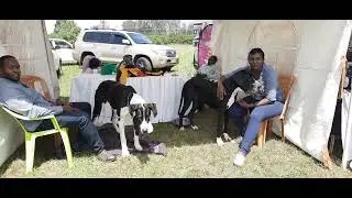 @dogtvkenya