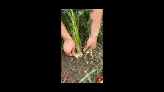#trending #harvesting #farming #collecting #coriander #cropharvesting