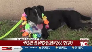 Amarillo Animal Management and Welfare hosts Puppy Pool Party
