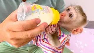 Awesome Dad gives Monkey Puka milk to drink