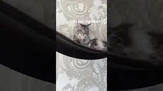 Великолепный Эпос! #cat #mainecoon #кот #cats #catslover #kittens #funnycats
