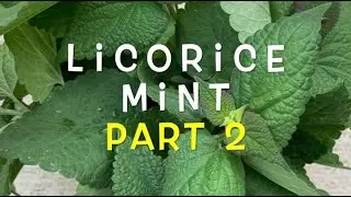 DWYG Part 2 of 3 Licorice Mint Transplant