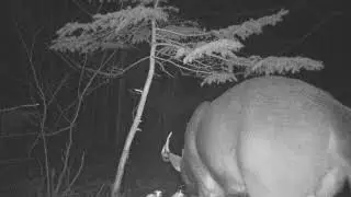 Jim Wambolt's Big Rack Buck Lure