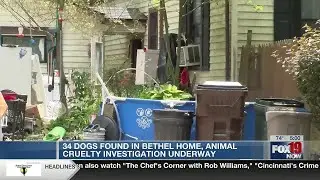 34 dogs found in Bethel home, animal cruelty investigation underway
