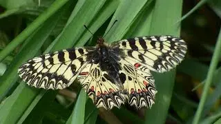 Pestrokř&iacute;dlec podražcov&yacute; (Zerynthia polyxena).Osterluzeifalter,Southern Festoon