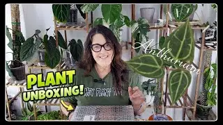 Plant Mail Day! Unboxing 3 Stunning Anthurium Hybrids 🌿