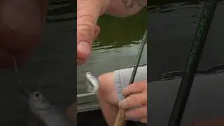 Summer time crappie fishing with minnows🔥