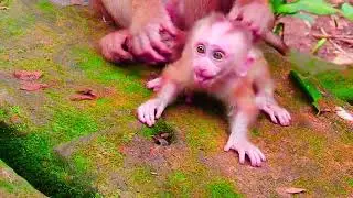 cute baby monkey2023 3