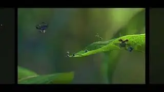 A bug&rsquo;s life cinema promo