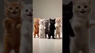 Cute cats meowing #cat #funny #kitten #asmr #cute #baby