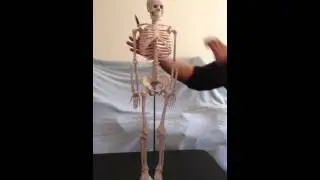 Language of Anatomy Video