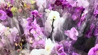 Поставка фаленопсисов  к 14 февраля,☝️ОБЗОР 🌺🌺🌺