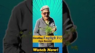 English Ivy: Nature's Dual Marvel - Air Purifier & Stylish Home Companion #englishivy #indoorplants