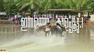 ✨Today's bullfight.!🐂Karekkad kalapoot kandam | Kalapoot malsaram |Kangayam bull|Hallikar Bull|kala