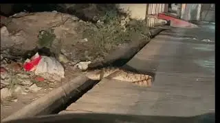 Enjoy #Night# #Wildlife# Through #Forest# Road  #USA #america #india #utube # yt studio