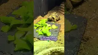 Janet the Diva Tortoise vs. The Salad 🐢🥬 #tortoise #keepingupwithjanet #petshorts #pets #shorts
