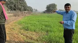 &ldquo;Drip Irrigation for Wheat Crop | Efficient Watering Method Explained&rdquo;