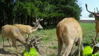 Oak Creek Whitetail Ranch Yearling Bone Cam (ep.8, 8-6-2022)