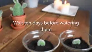 How to propagate a Prickly Pear cactus