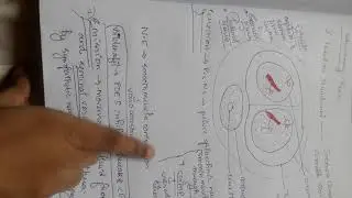 Urology - Surgical Anatomy of Penis