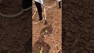 Clever Tools and Methods for Seedling Watering