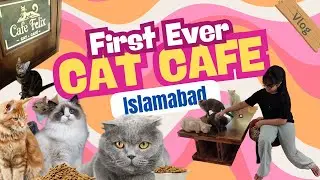First Cat Cafe in Islamabad | Cafe Felix | Cat Lovers | | Must Watch | Vlog