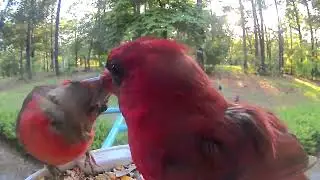 Male cardinal feeding baby cardinal