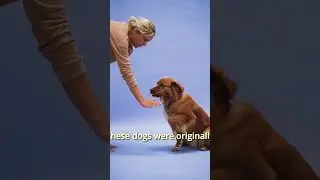 man's best friend 🐾  #shorts #goldenretriever #pets #animals #slop #fyp