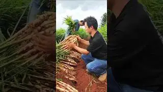 cara menanam jahe agar subur berbuah banyak #budidayajahe #tips #tipsandtricks #shorts #jahe