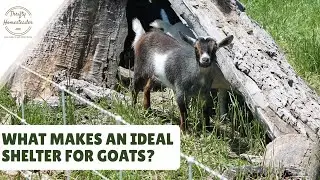 Goat Shelter: What They Really Need for Comfort and Safety